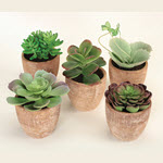Artificial Succulents in Terracotta Pots - Set/5