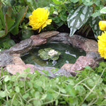Miniature Garden Lily Pad Pond