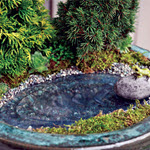 Miniature Garden Pond with Frog