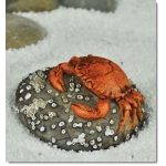 Miniature Crab on a Rock