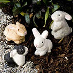 Miniature Bunny Rabbits