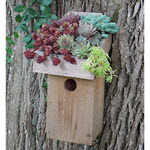 Plantable Roof Cedar Nesting Box Birdhouse